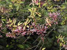 Pistacia-mutica_плодоношение_октябрь